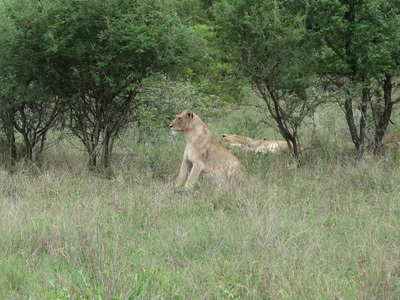 Kruger, South Africa 2013